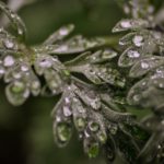 полынь